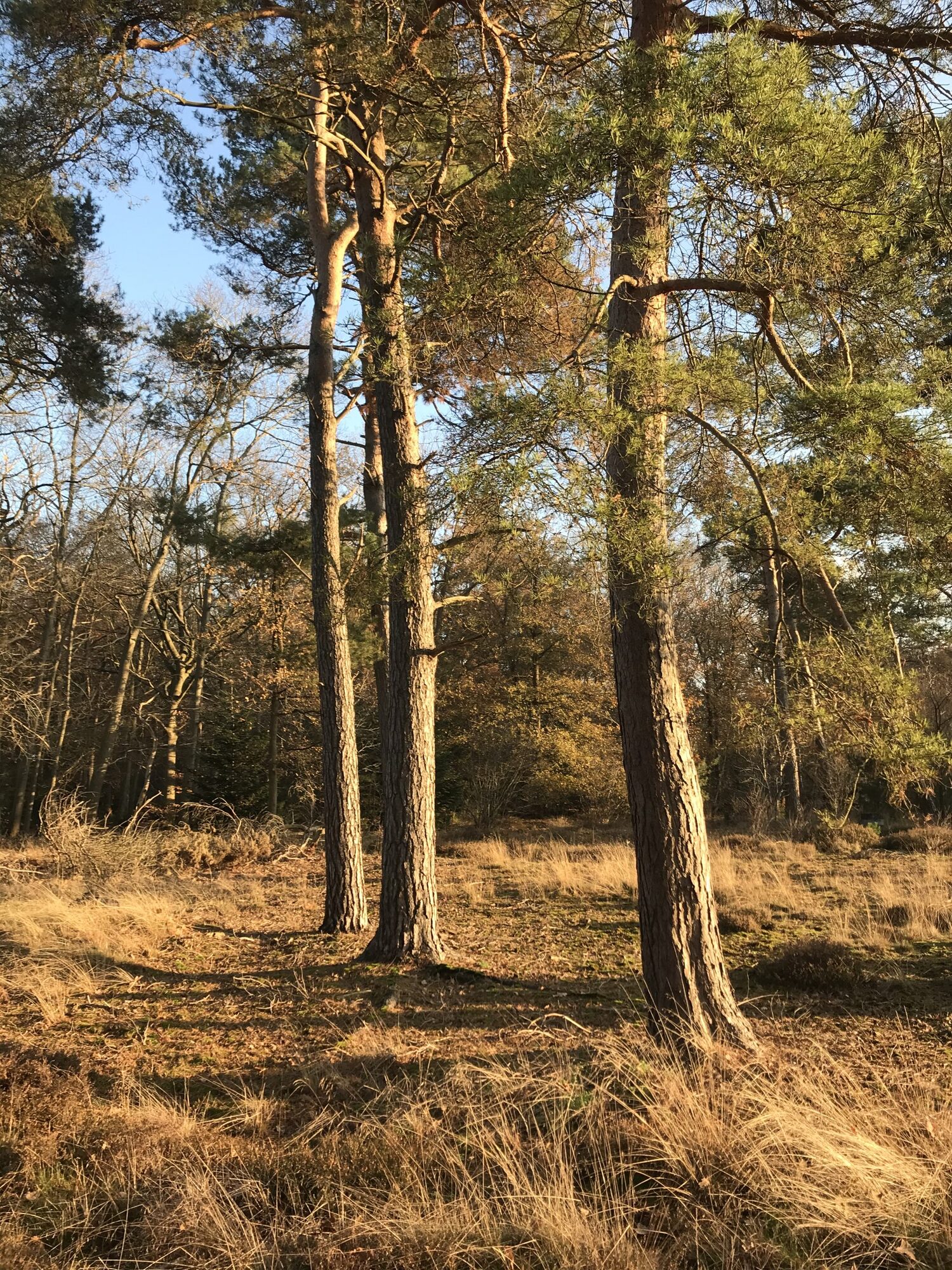 Improweek programma